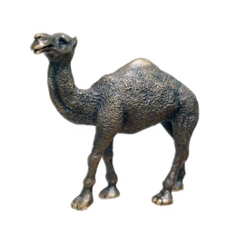 Camel, Large