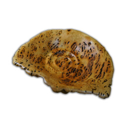 Red Gum Burl 42 x 34 x 6