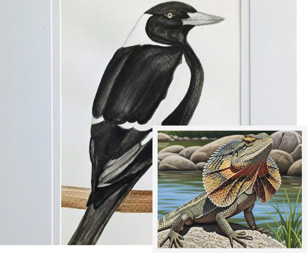 Australian magpie and frilled-neck lizard illustration Illustration of an Australian magpie perched on a branch with a frilled-neck lizard inset artwork